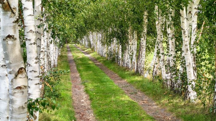 birchtreemeaning Plentiful Earth | Global Spirituality A grassy country lane lined on both sides with white-barked birch trees in full summer leaf.