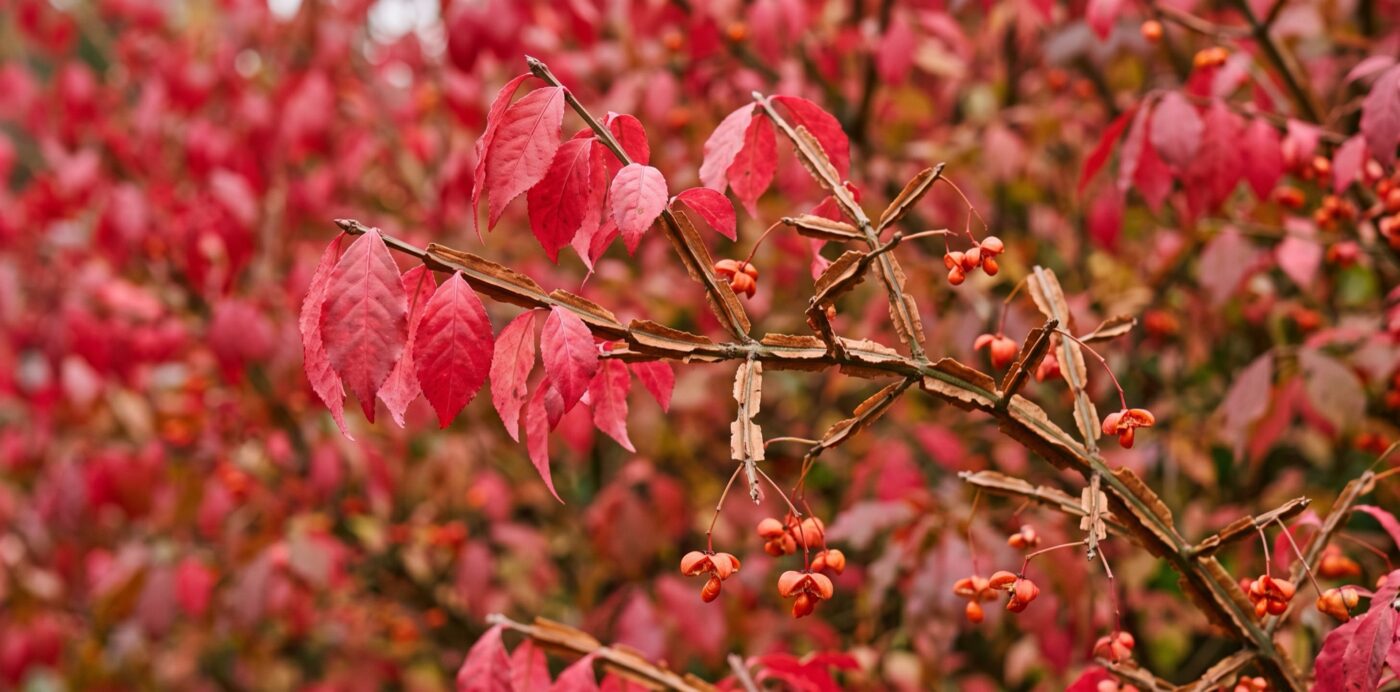 Burning bush Euonymus alatus in fall Plentiful Earth | Global Spirituality Burning bush (Euonymus alatus) branch in red fall color showing corky winged stems and orange seed capsules