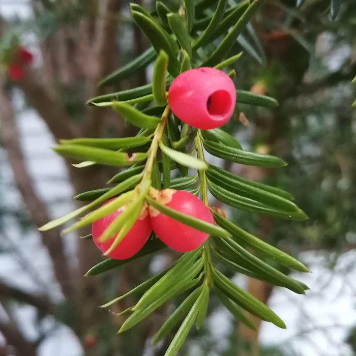 Close-up of a Canada yew sprig with green needles and two round red arils.