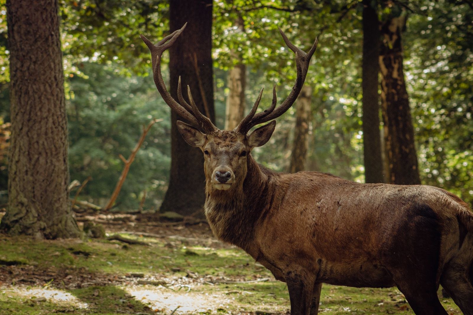 A red deer stag with full antlers standing in a green forest