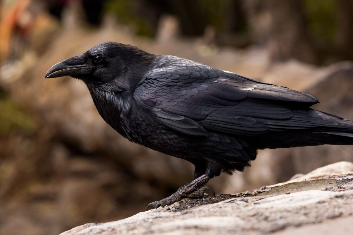 common raven heavy bill Plentiful Earth | Global Spirituality A common raven in profile on a rock, showing its large curved bill, bristles above the bill, and shaggy throat feathers
