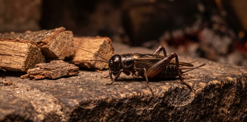 cricketspiritualmeaningfieldcricket Plentiful Earth | Global Spirituality A black field cricket with long antennae on a stone hearth beside split firewood in warm light