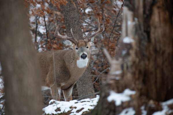 A whitetailed buck with branched antlers standing among trees in a forest with patches of snow and brown autumn leaves Plentiful Earth | Global Spirituality A white-tailed buck with branched antlers standing among trees in a forest with patches of snow and brown autumn leaves