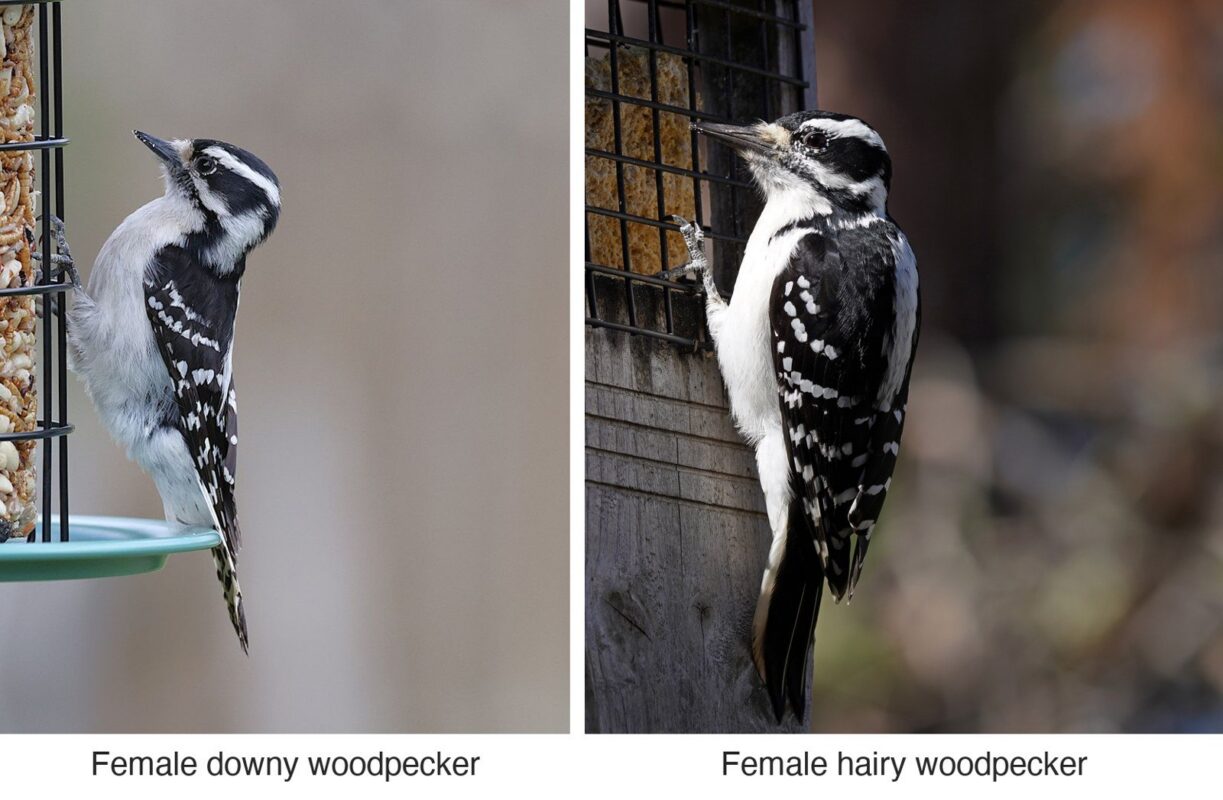 downy vs hairy woodpecker Plentiful Earth | Global Spirituality Side-by-side photos of a female downy woodpecker and a female hairy woodpecker at feeders, showing the hairy woodpecker's longer bill