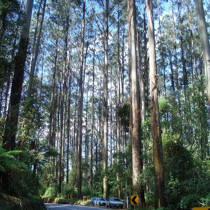 Towering mountain ash trees lining a forest road, with cars small at their base.
