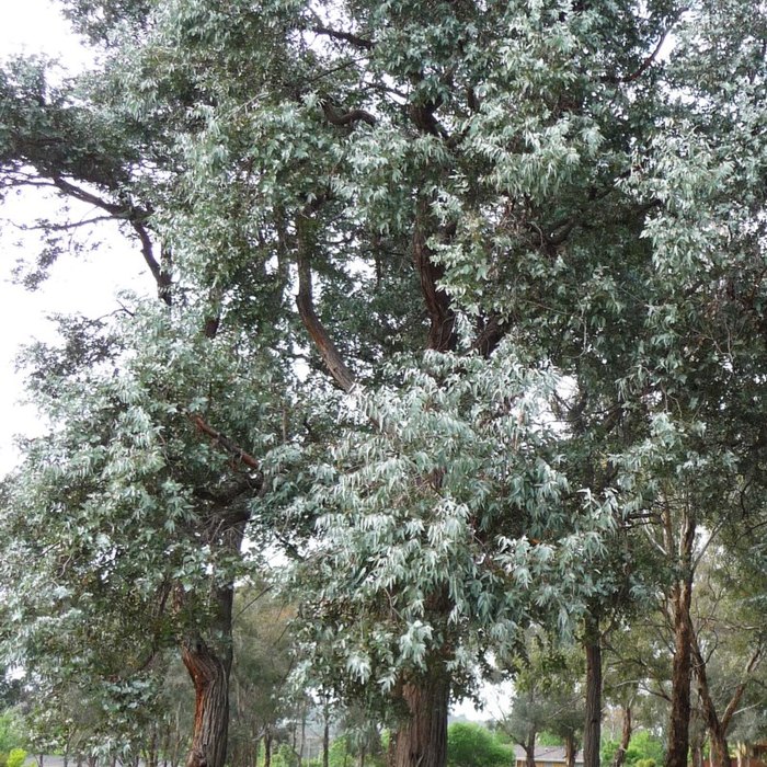 Silver dollar eucalyptus trees covered in dense, silvery blue-gray foliage.
