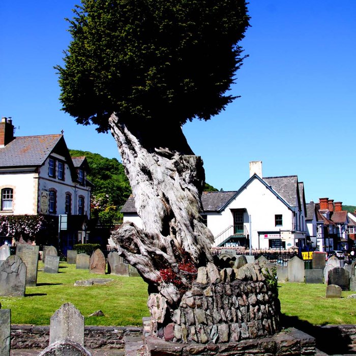 An old European yew with a gnarled, twisted pale trunk and a dark green crown in a village churchyard.