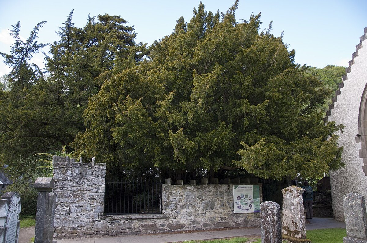 The Fortingall Yew, a broad dark green yew behind a low stone wall and iron railings in a Scottish churchyard.