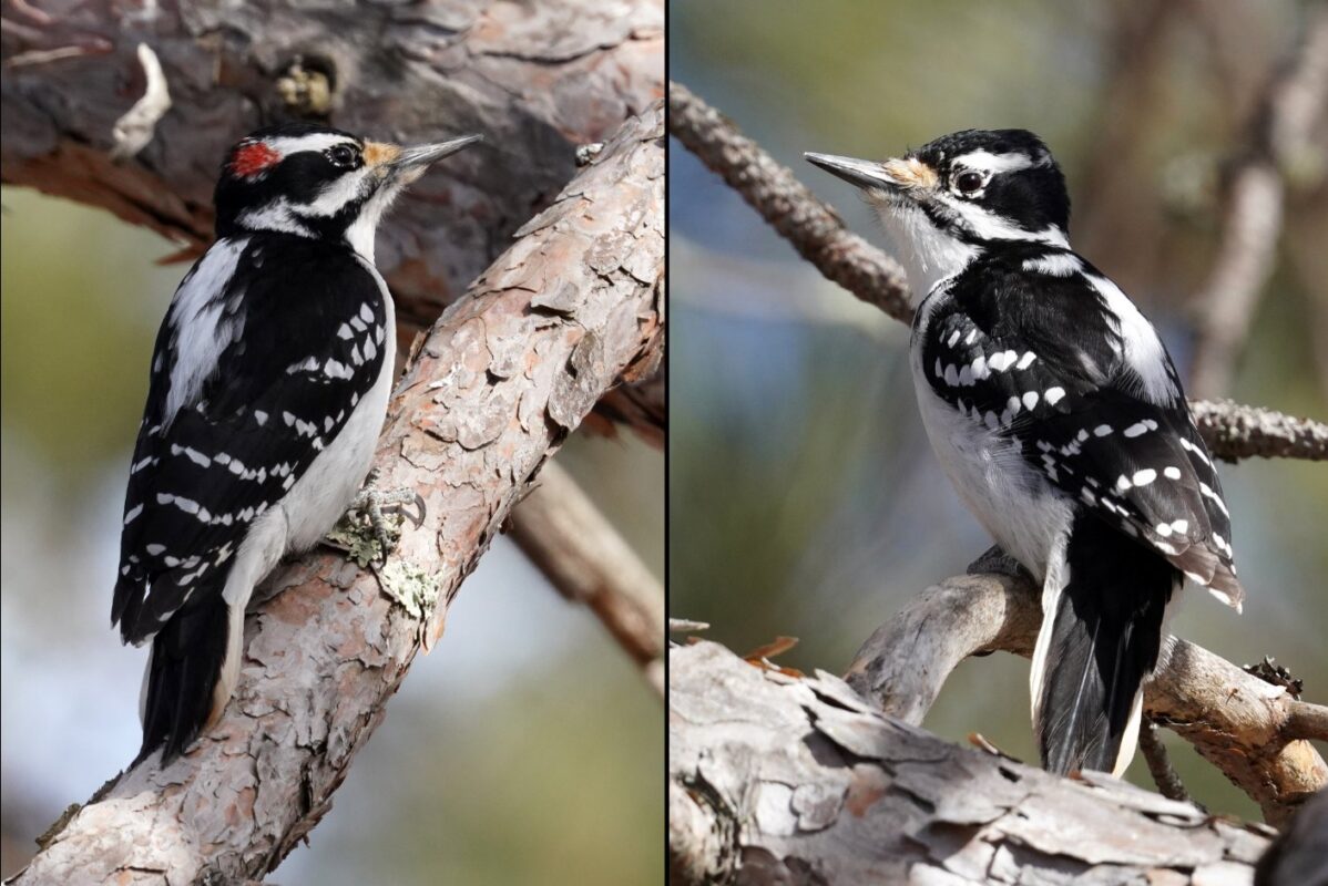 hairy woodpecker male female Plentiful Earth | Global Spirituality A male hairy woodpecker with a red patch on the back of his head next to a female hairy woodpecker with no red