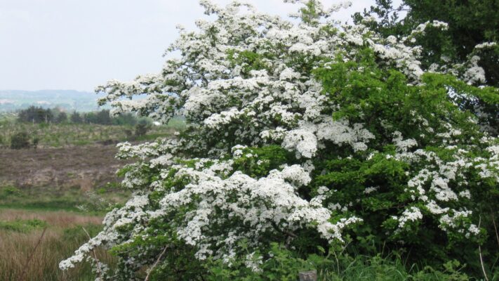 hawthorntreemeaning Plentiful Earth | Global Spirituality A hawthorn tree covered in white May blossom in an Irish garden, with green fields and hills behind it.