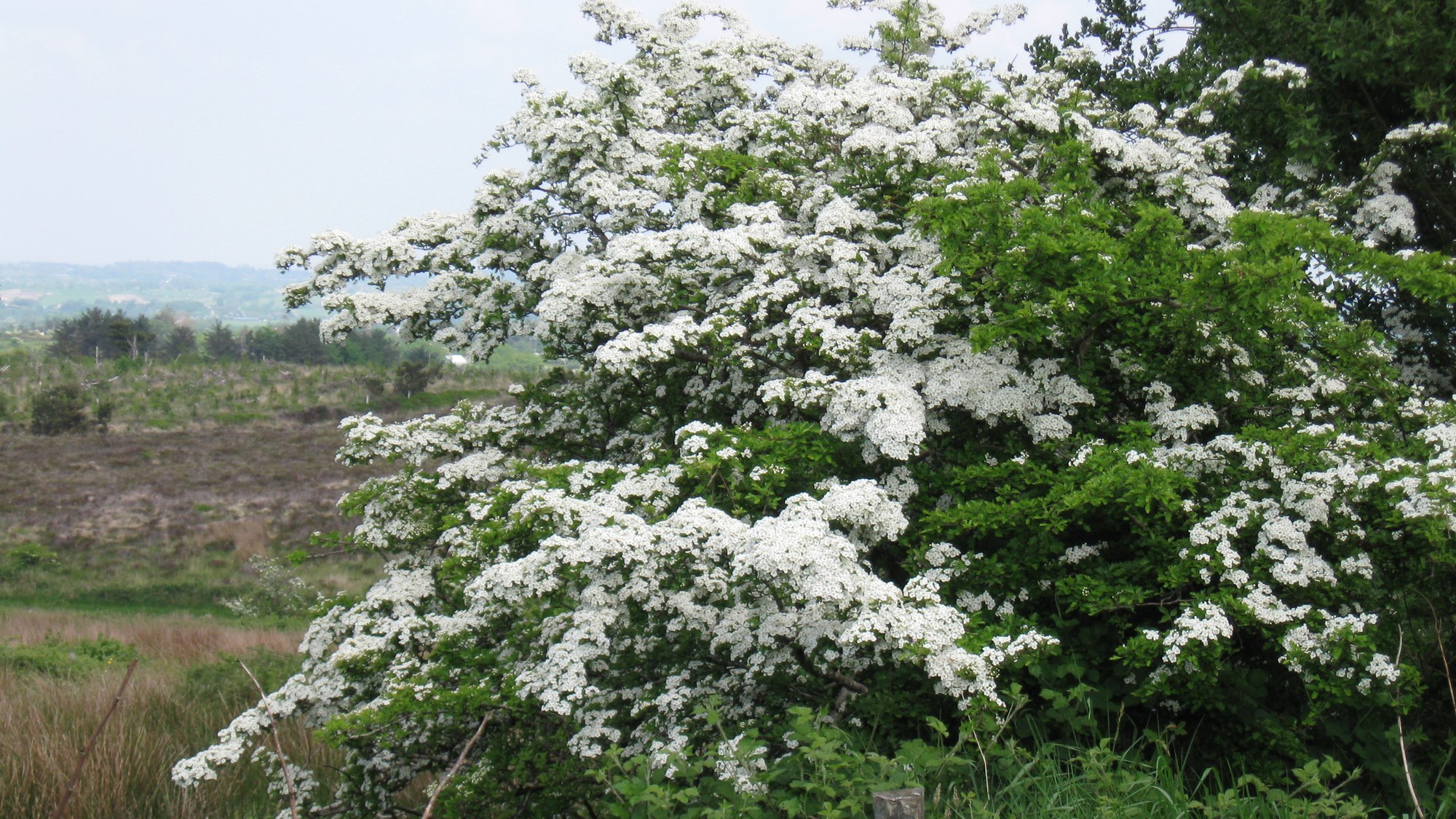 A hawthorn tree covered in white May blossom in an Irish garden, with green fields and hills behind it.