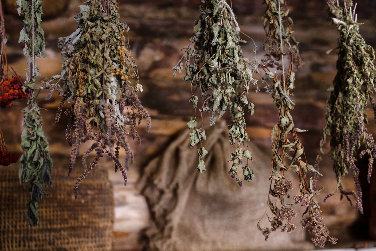 Bundles of dried herbs hanging upside down to dry against a wooden wall
