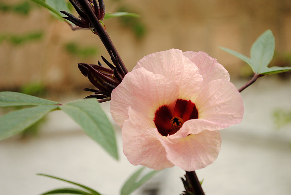 Pale pink roselle flower with a dark red center and red calyx buds Plentiful Earth | Global Spirituality Pale pink roselle flower with a dark red center and red calyx buds
