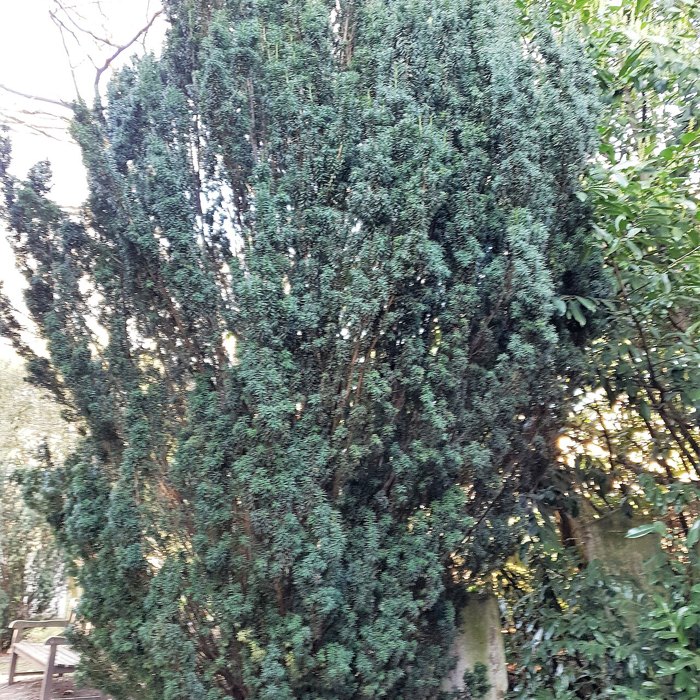 A narrow, upright Irish yew with dense dark green foliage.