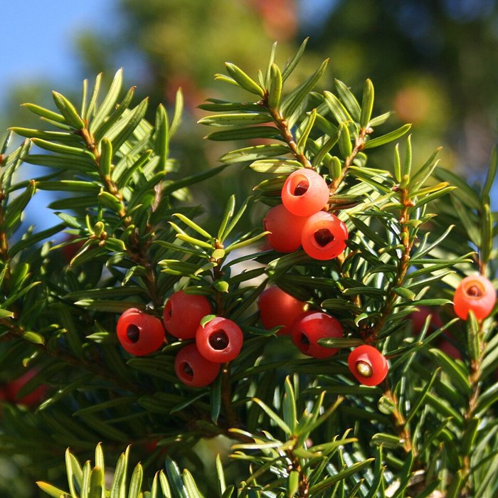 A Japanese yew branch with flat green needles and a cluster of bright red arils.