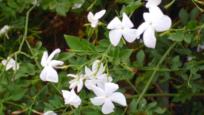 jasminemeaning Plentiful Earth | Global Spirituality White five-petaled flowers on a trailing green vine with small oval leaves.