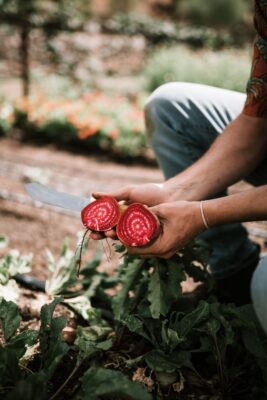Magical Properties of Beets Plentiful Earth | Global Spirituality Hands holding a freshly pulled red beet cut in half in a garden, showing its deep crimson rings