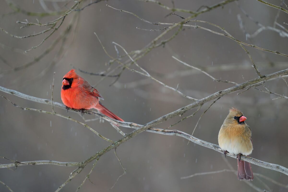 A red male northern cardinal and a tan female northern cardinal perched on the same bare branch in winter Plentiful Earth | Global Spirituality A red male northern cardinal and a tan female northern cardinal perched on the same bare branch in winter