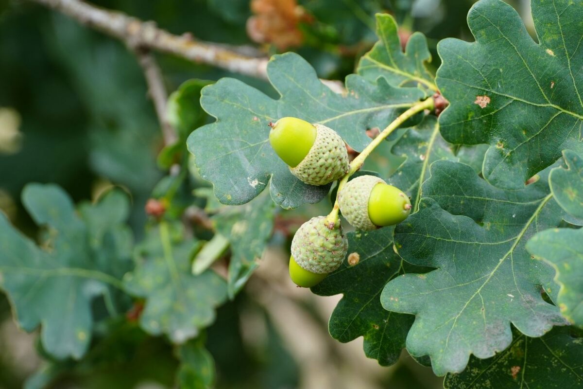 Three green acorns in their scaly cups hanging among lobed oak leaves.