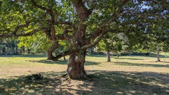 oaktreemeaning Plentiful Earth | Global Spirituality A wide, old oak tree spreading its branches over a sunlit meadow in the English countryside.