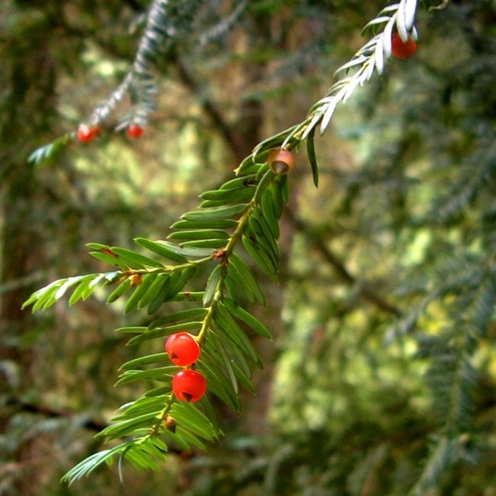 A Pacific yew twig with two rows of flat needles and small red arils in a shady forest.