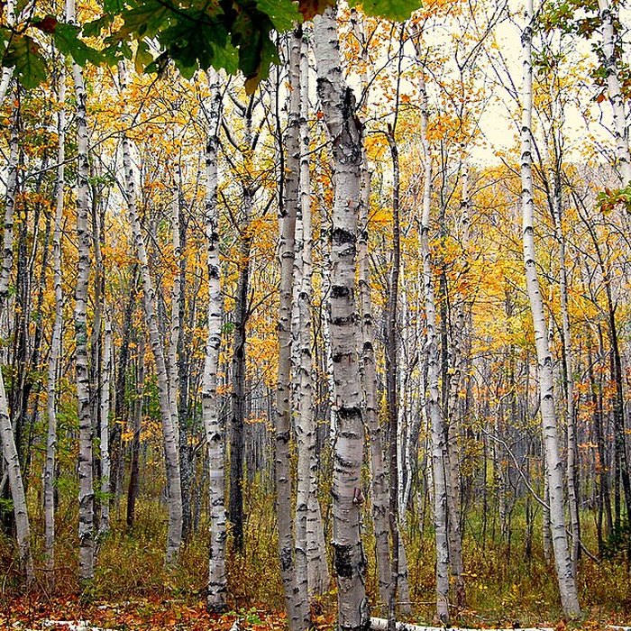 A forest of paper birches with white, black-marked trunks among autumn leaves in Acadia National Park, Maine.