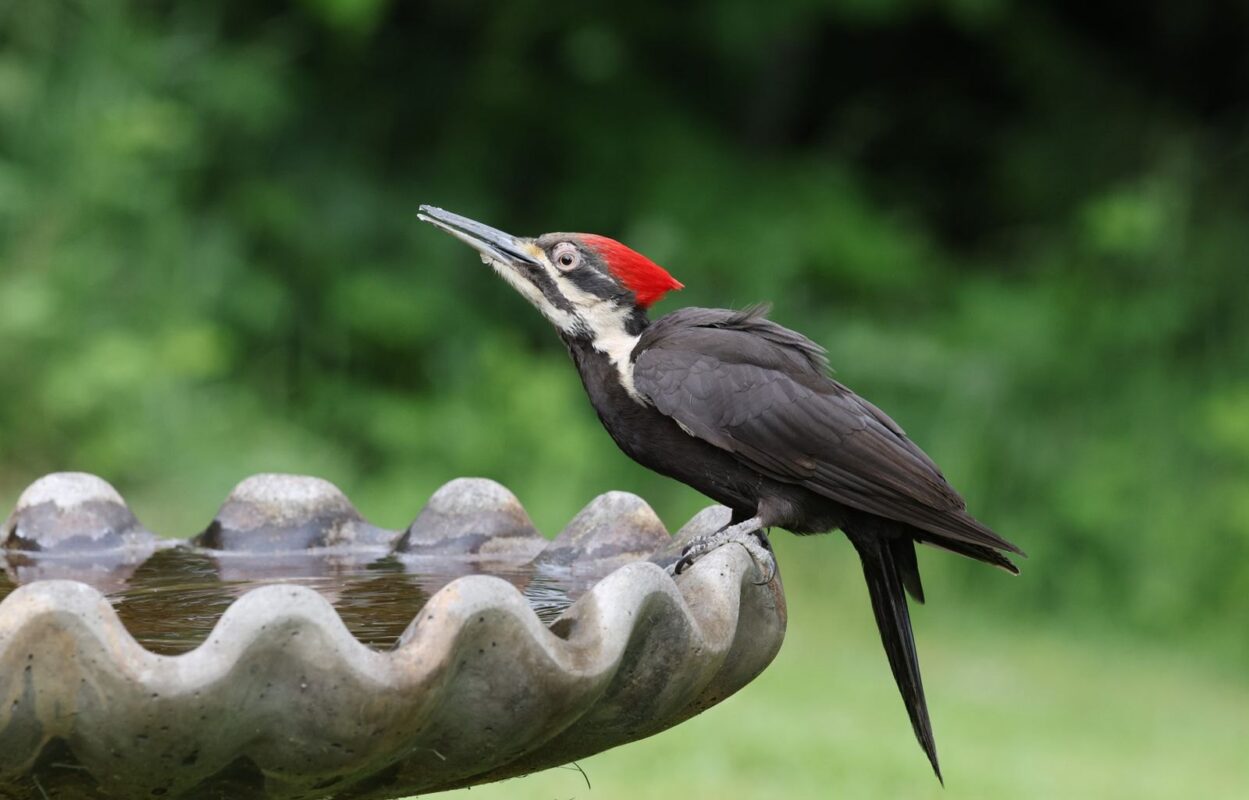 pileated woodpecker Plentiful Earth | Global Spirituality A male pileated woodpecker with a bright red crest perched on the rim of a stone birdbath