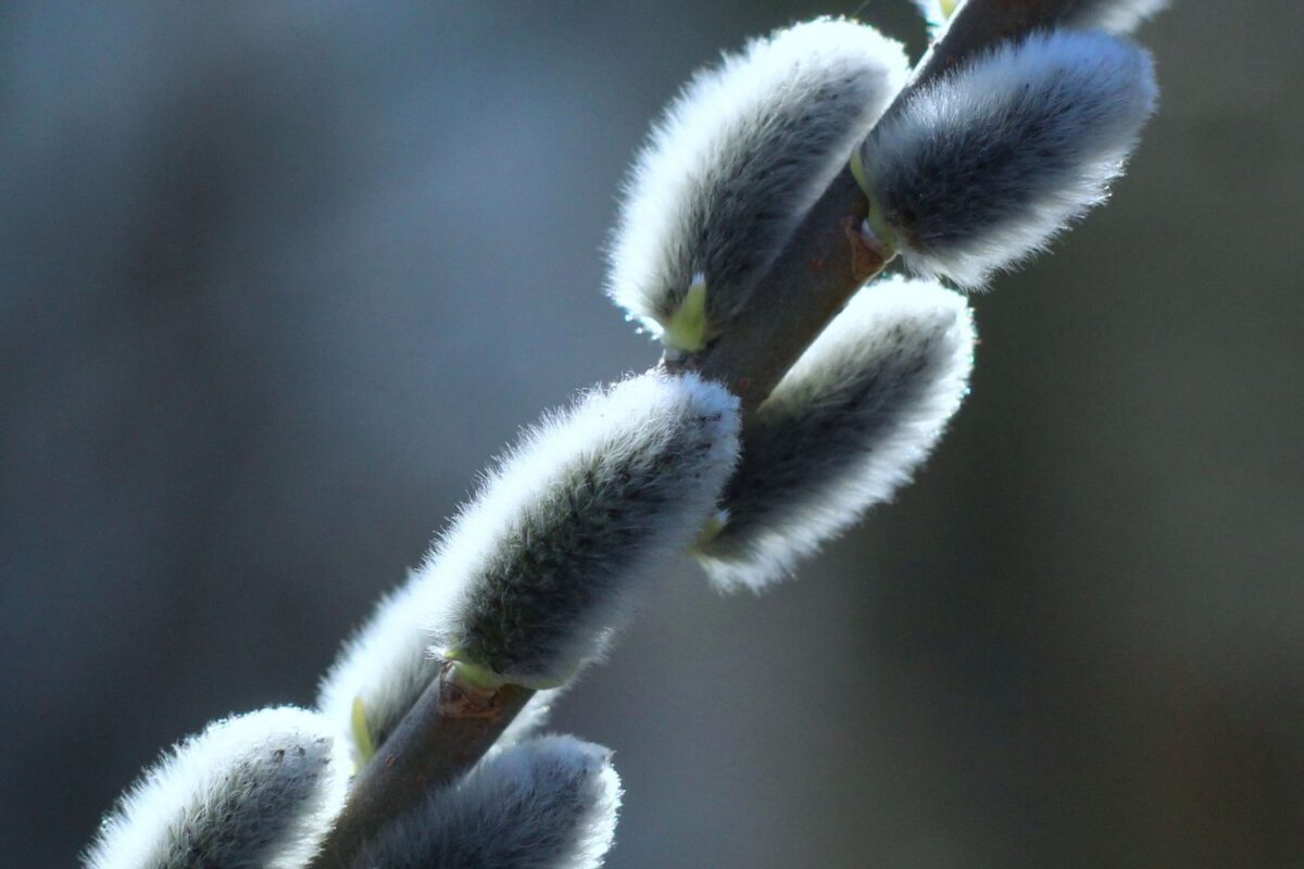 A pussy willow branch covered in soft, silvery catkins against a blurred blue-gray background.