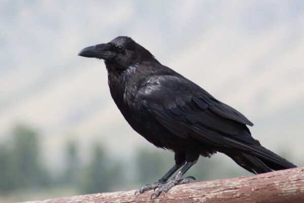 raven meaning Plentiful Earth | Global Spirituality A common raven perched on a weathered wooden rail in Yellowstone National Park, showing its heavy black bill and shaggy throat feathers