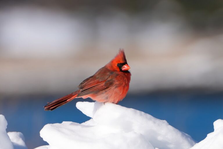 A bright red male northern cardinal with a black face mask standing on a mound of snow in winter.