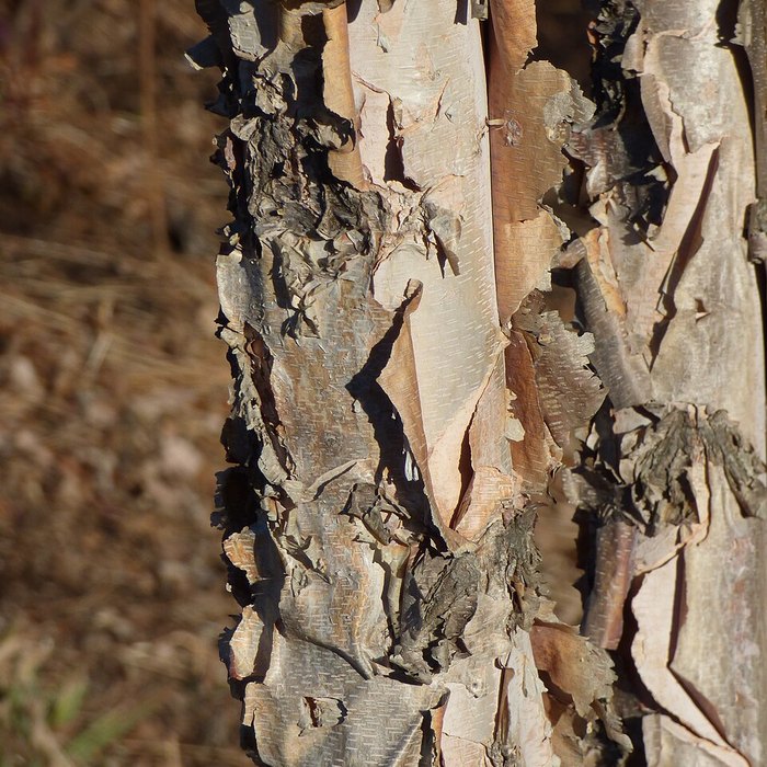 Close-up of river birch bark peeling in shaggy, papery layers of tan, salmon, and gray.