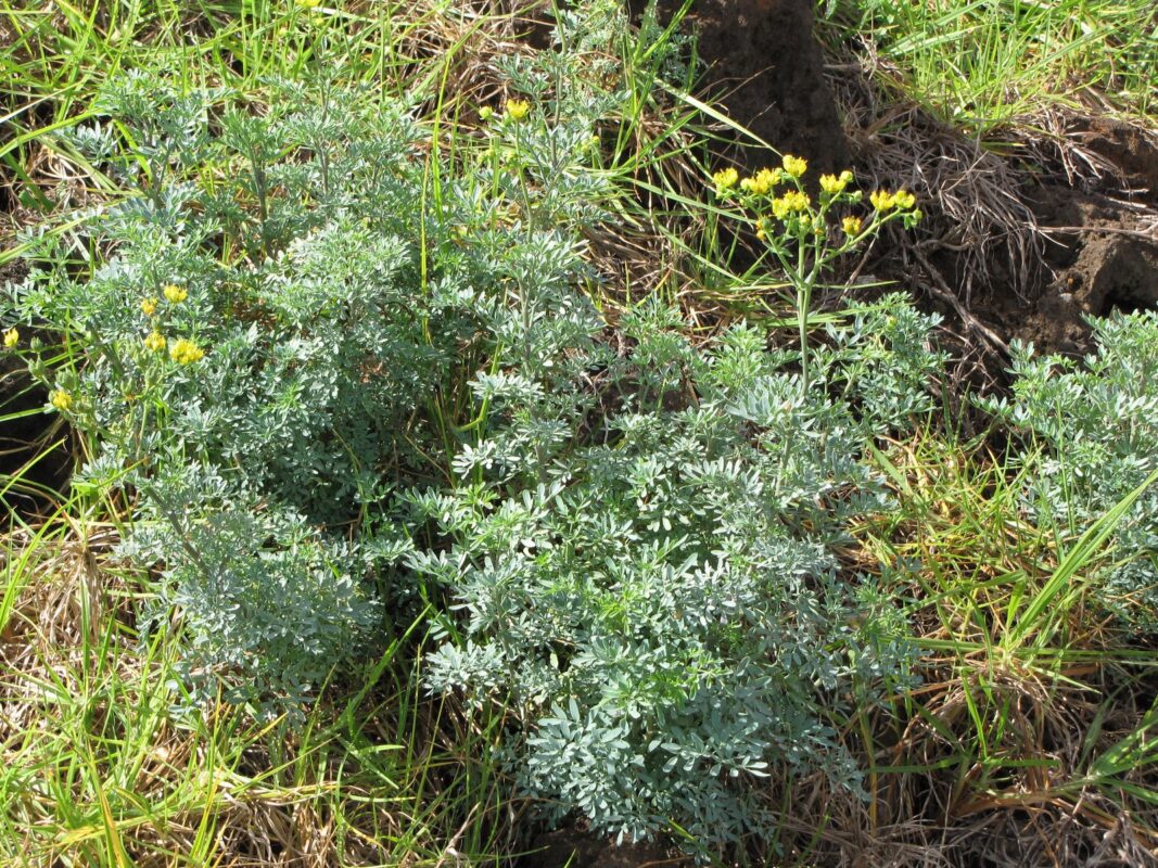 A low rue plant with lacy, blue-gray leaves and a few sprays of yellow flowers, growing in a grassy bed.