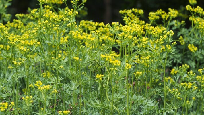 rueplantflowers Plentiful Earth | Global Spirituality A dense patch of flowering rue, with clusters of small yellow flowers above fine blue-green leaves.