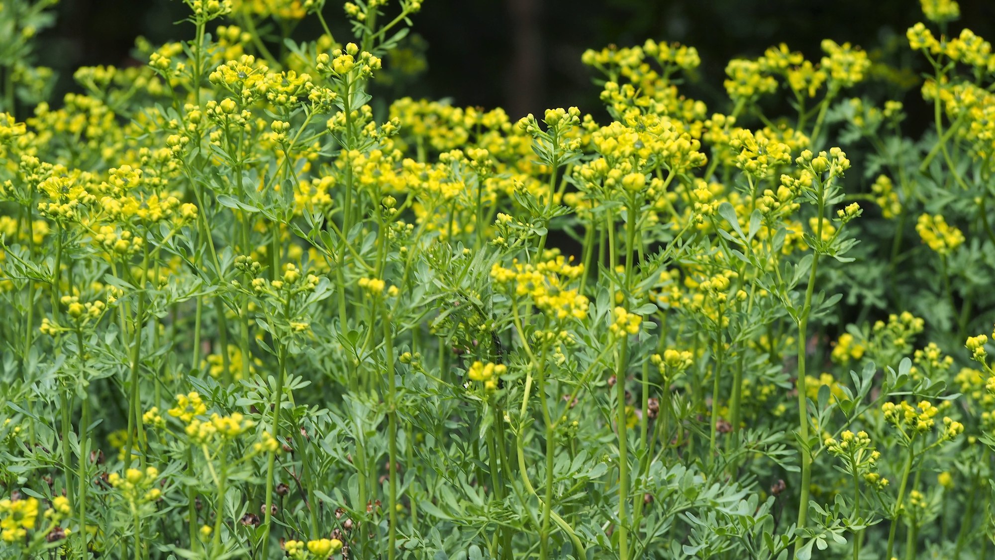 A dense patch of flowering rue, with clusters of small yellow flowers above fine blue-green leaves.