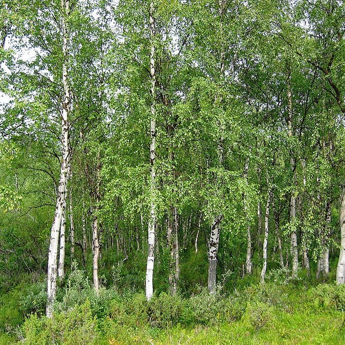 Slender silver birches with white trunks growing in a green wilderness meadow in northern Finland.