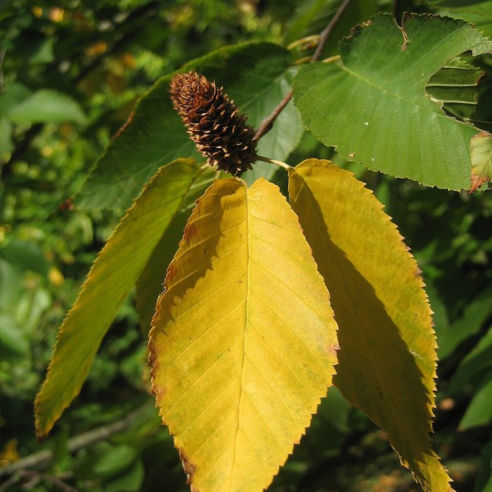 Sweet birch leaves turning yellow in autumn around a small brown seed cone.