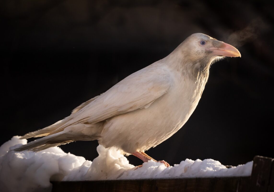 white raven anchorage Plentiful Earth | Global Spirituality A leucistic white raven with cream feathers and a pale pink bill perched on a snowy rail in Anchorage, Alaska