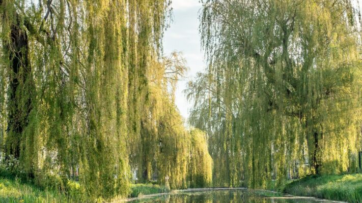 willowtreemeaning Plentiful Earth | Global Spirituality Tall weeping willows lining both banks of a calm pond in spring, their long green branches hanging toward the water.