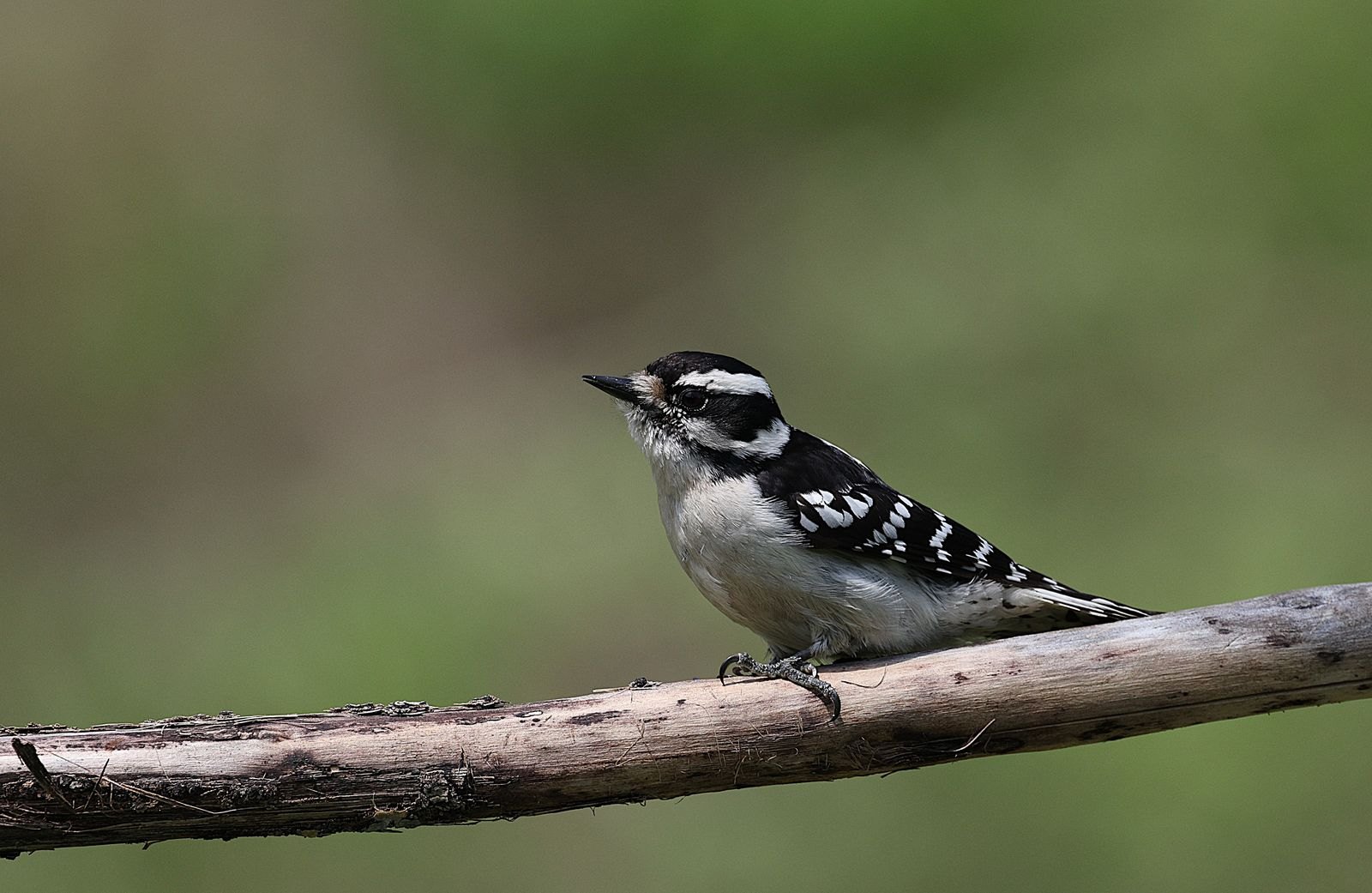 Female downy woodpecker perched on a bare branch against a soft green background
