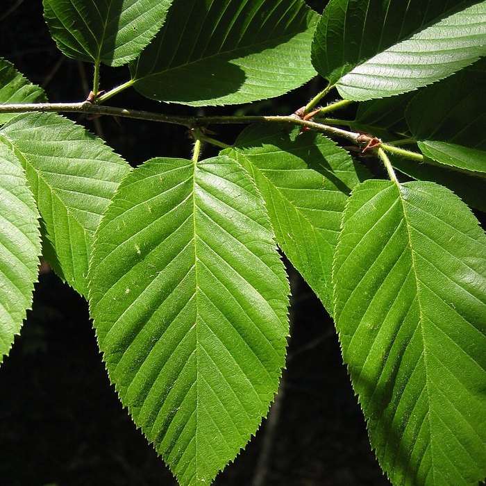 Bright green, finely toothed yellow birch leaves on a branch.