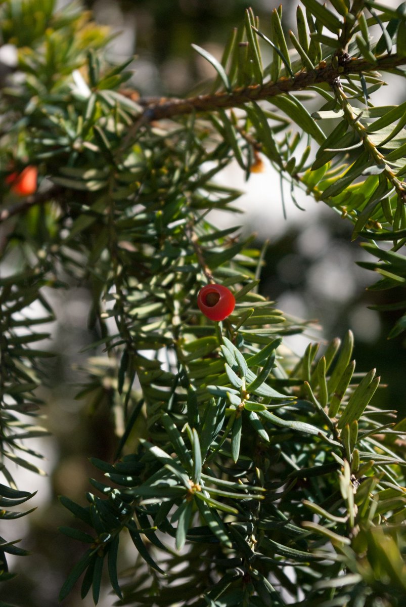 A yew branch with flat dark green needles and a single bright red aril.